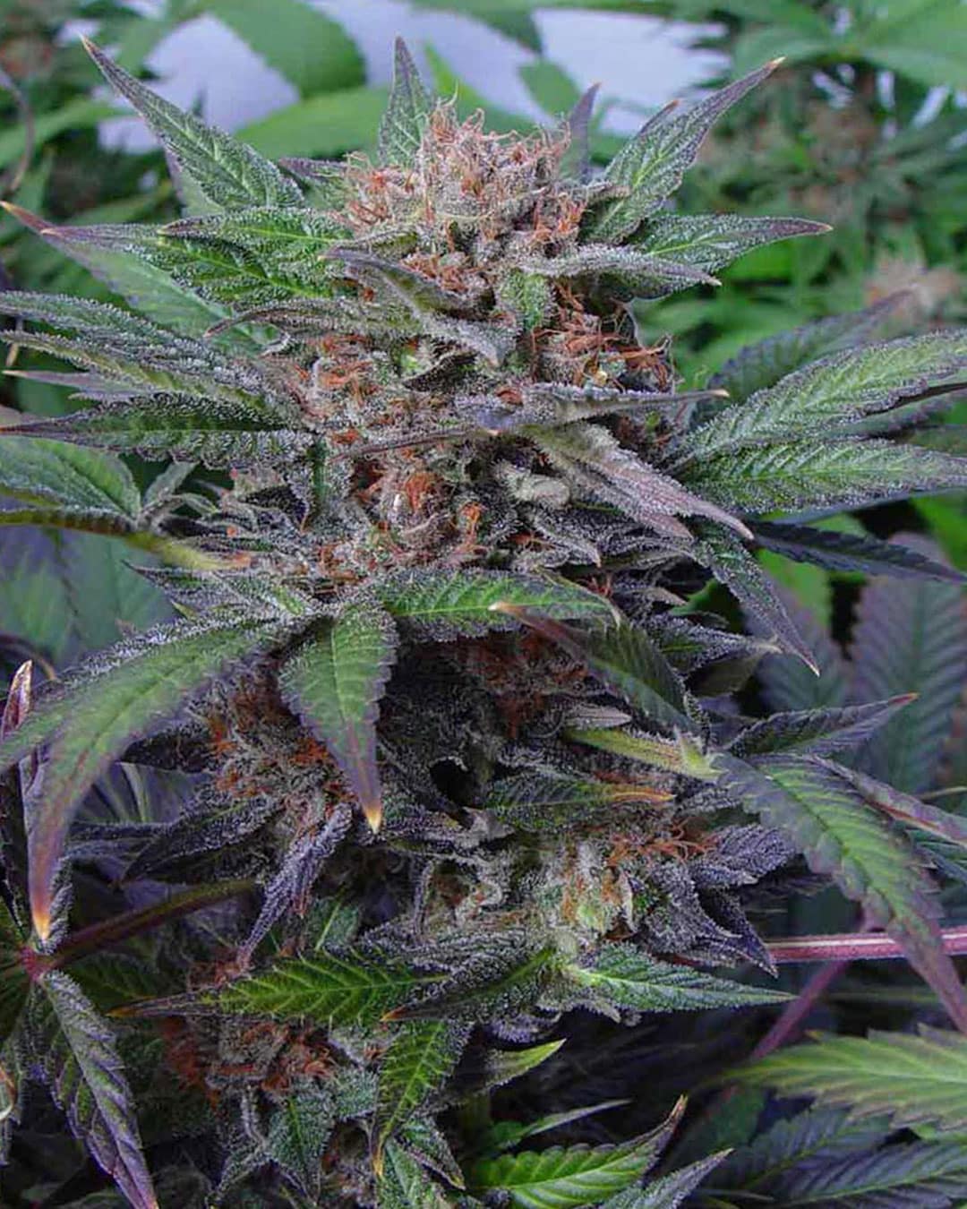 somango Autoflower Soma Seeds wholeplant somango Autoflower Soma Seeds wholeplant