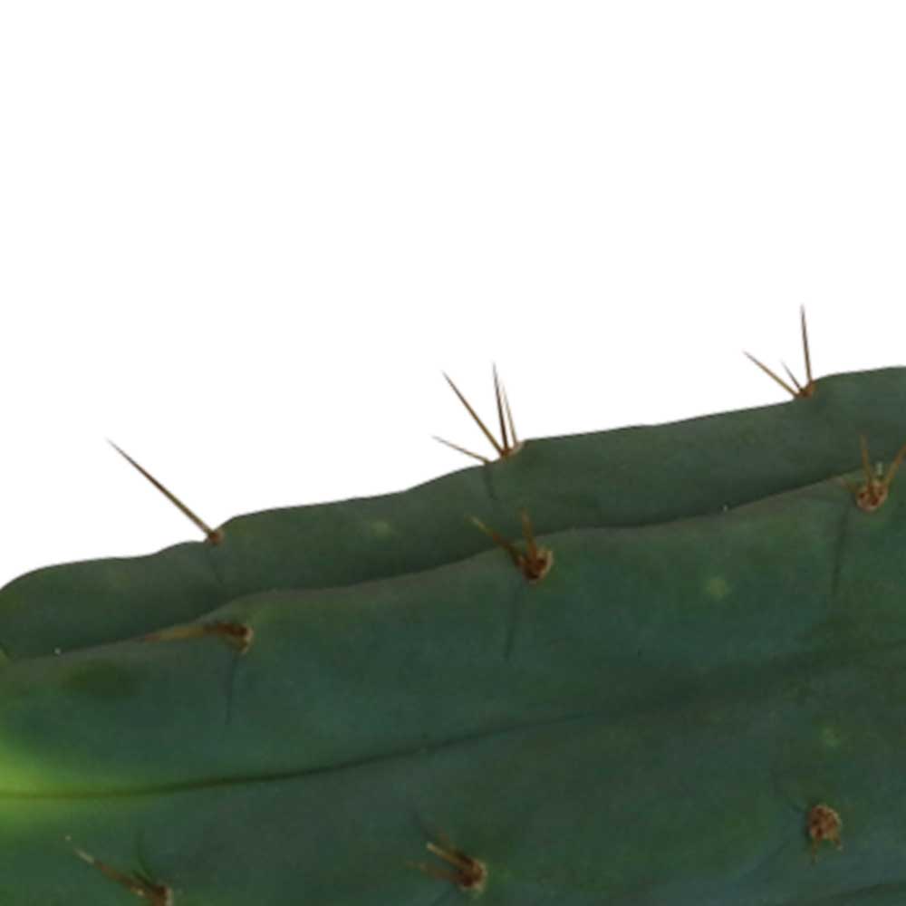 Cutting Bridgesii 25 – 29 cm 2 Cutting Bridgesii 25 – 29 cm 2