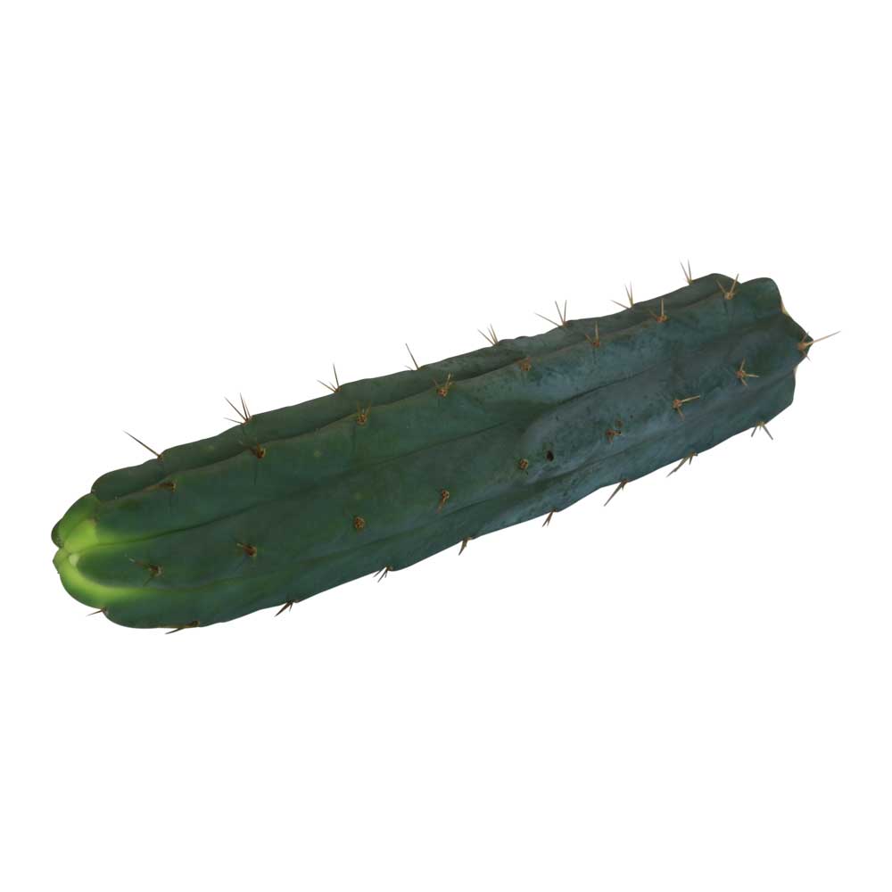 Cutting Bridgesii 25 – 29 cm Cutting Bridgesii 25 – 29 cm