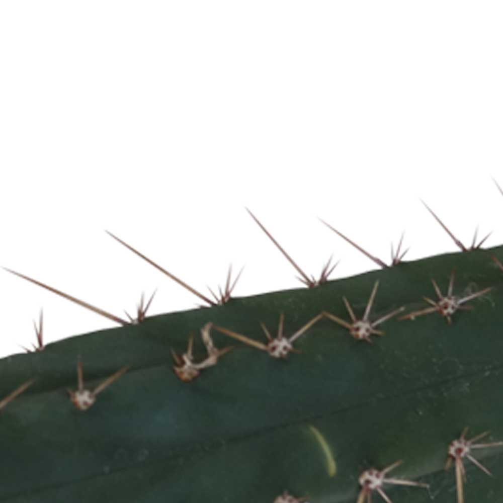 San Pedro cutting Pachanoi 25 – 29 cm 1 San Pedro cutting Pachanoi 25 – 29 cm 1