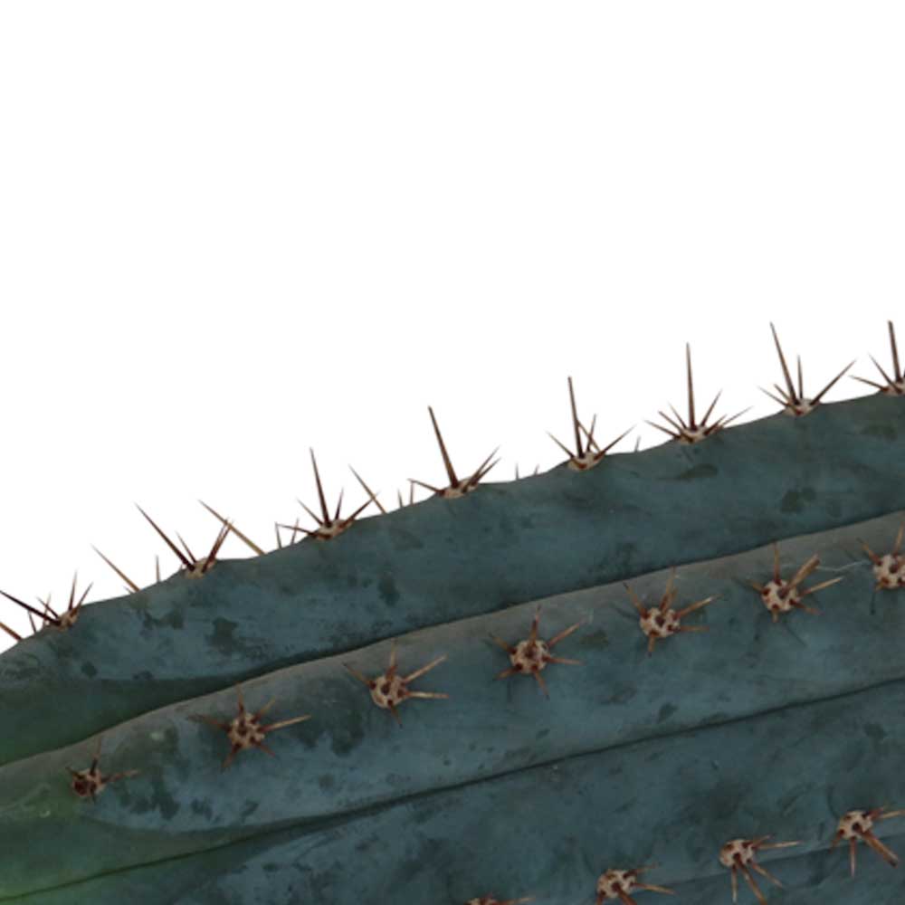 San Pedro Cutting Peruvianus – 25 – 29 cm 2 San Pedro Cutting Peruvianus – 25 – 29 cm 2