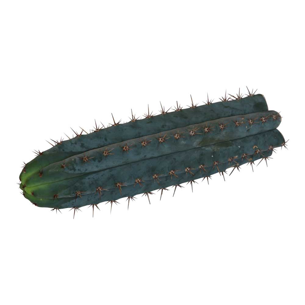 San Pedro Cutting Peruvianus – 25 – 29 cm 1 San Pedro Cutting Peruvianus – 25 – 29 cm 1