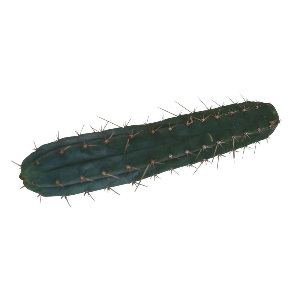 Cutting Macrogona 25 – 29 cm 1 Cutting Macrogona 25 – 29 cm 1
